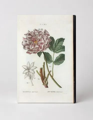 Paeonia Moutan (Tree Peony)