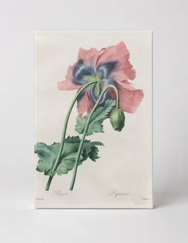 Pavot / Papaver (Poppy)