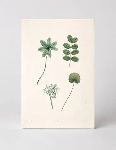 Botanical Study of Ranunculus Leaves