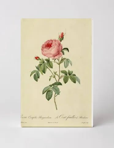 Rosa Centifolia Burgundiaca / La Cent-feuilles de Bordeaux