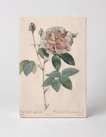 Rosa Gallica Officinalis