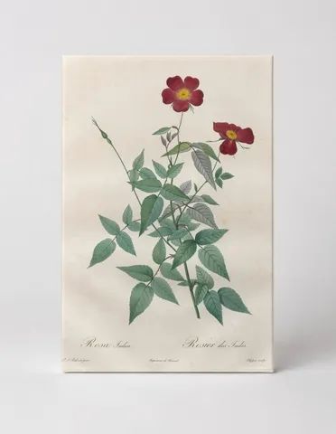 Rosa Indica / Rosier des Indes