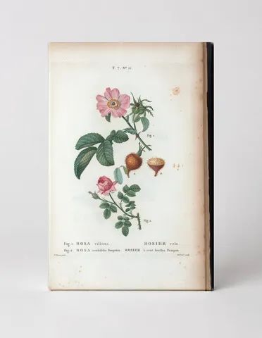 Rosa Villosa & Rosa Centifolia Pomponia