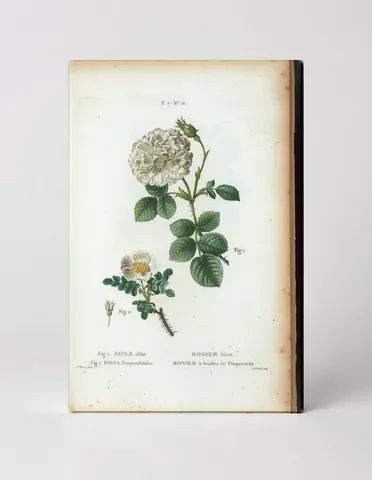 Rosa Alba and Rosa Pimpinellifolia (Les Roses, Plate 16)