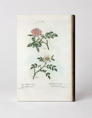 Rosa canina & Rosa sepium (Dog Rose & Wild Rose)