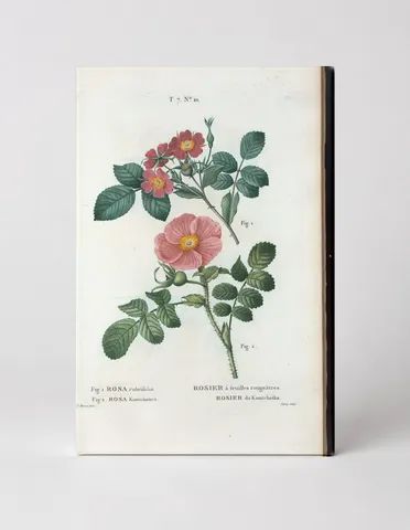 Rosa rubrifolia & Rosa Kamtchatica (Les Roses, c. 1817–1824)