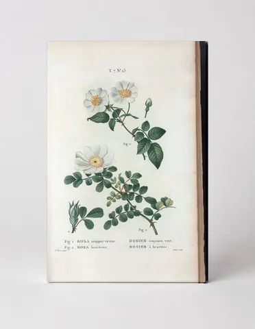 Rosa semper virens & Rosa bracteata (Ever-green Rose & Macartney Rose)