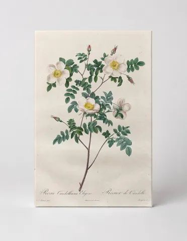 Rosa Candolleana Elegans, from Les Roses