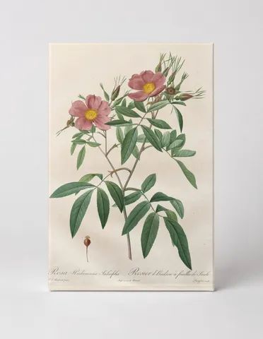 Rosa Hudsoniana Salicifolia, from Les Roses