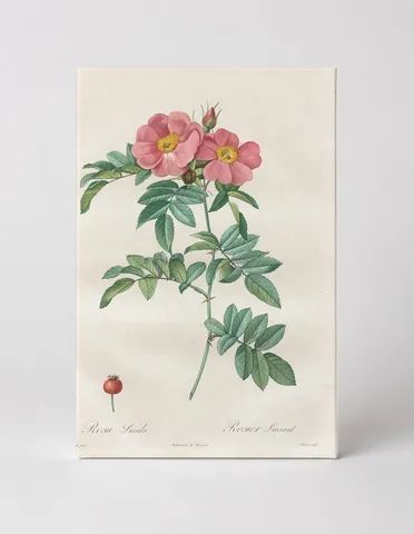 Rosa Lucida (Les Roses)