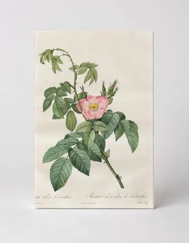 Rosa Villosa Terebenthina, from Les Roses