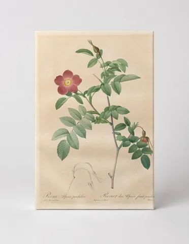 Rosa Alpina Pendulina (Les Roses)