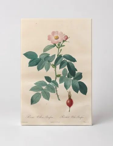 Rosa Villosa, Pomifera (Les Roses)