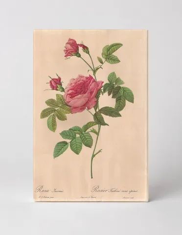 Rosa Inermis / Rosier Turbine sans épines