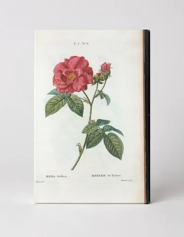 Rosa Gallica - Rosier de France