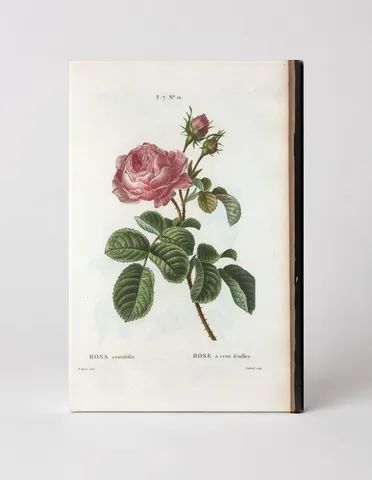 Rosa Centifolia (Cabbage Rose)