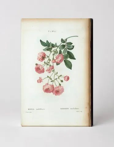 Rosa multiflora (Rambler Rose)
