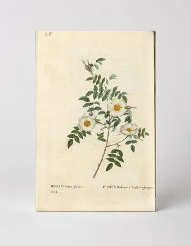 Rosa Redutea Glauca