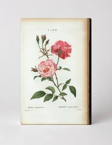 Rosa Semperflorens / Rosier Toujours Fleuri