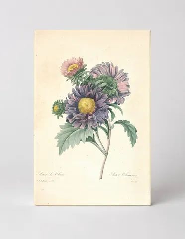 Aster de Chine / Aster Chinensis