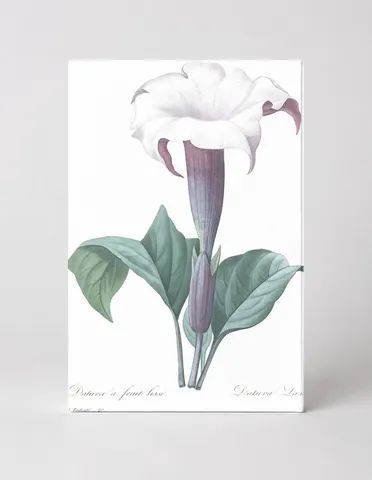 Datura à fruit lisse / Datura Lævis (1827)