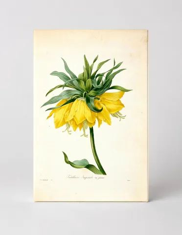 Fritillaria Imperialis, var. jaune (1827)