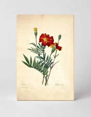 Tagetes / Œillet d'Inde (1827)