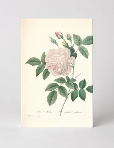 Rosa Indica / Grande Indienne (c. 1817)