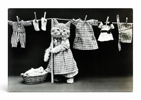 Cat Laundry