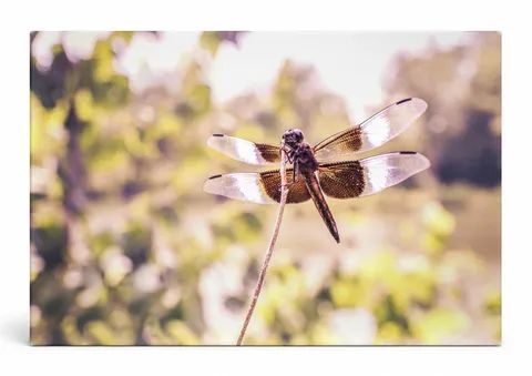 Dragonfly on a Stem