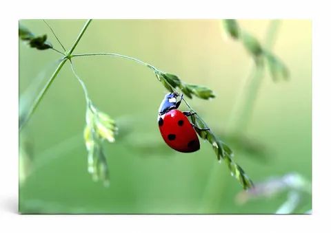 Ladybug on Green Grass Stem