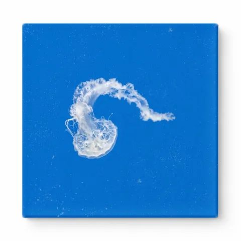 Jellyfish in Blue Water
