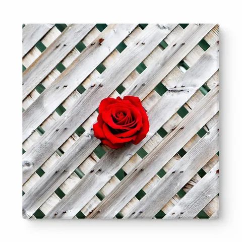 Red Rose on Lattice